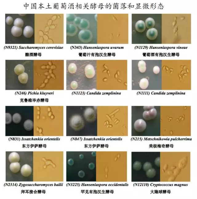 【十年磨一剑】中国本土的酵母资源研究和优良酵母菌的产业化研发